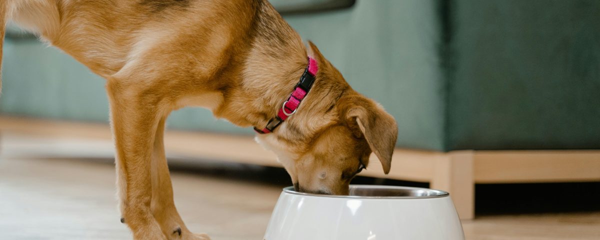 cachorro comendo ração saudável