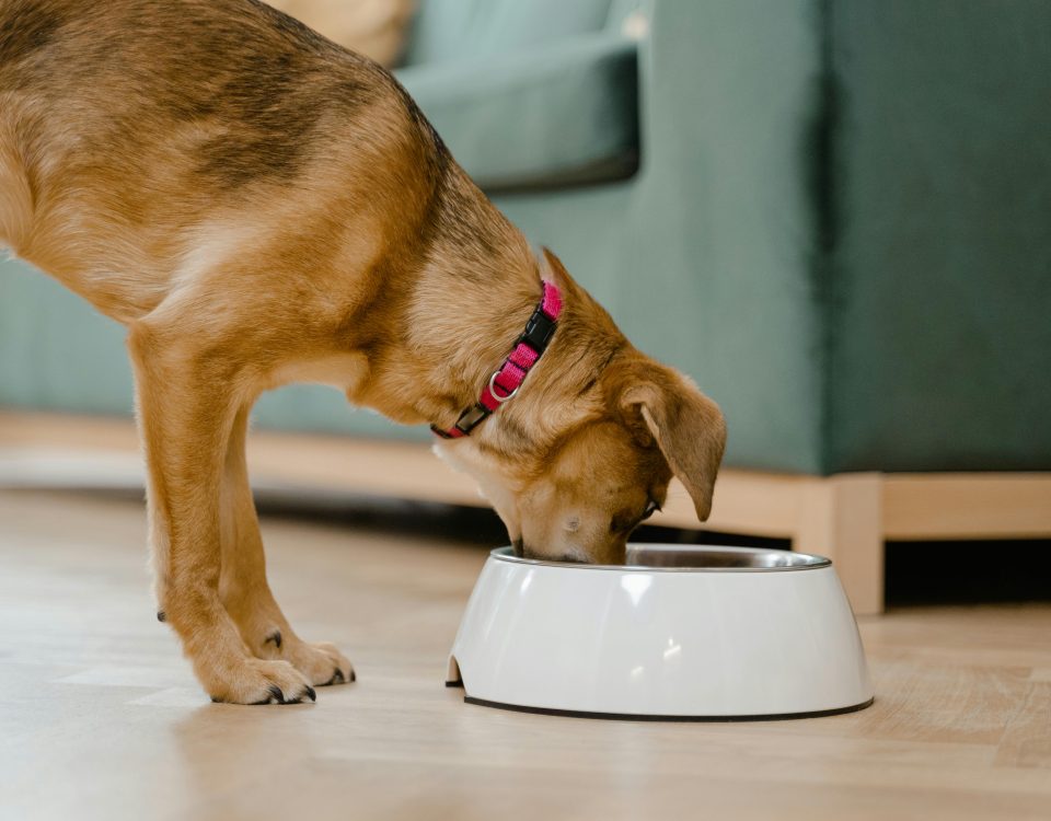 cachorro comendo ração saudável